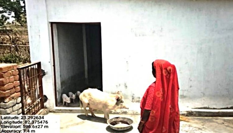 सफलता की कहानी : सुअर पालन से बढ़ी आत्मनिर्भरता की ओर - महराजपुर की ईमलीवती और फुल सिंह की प्रेरक यात्रा