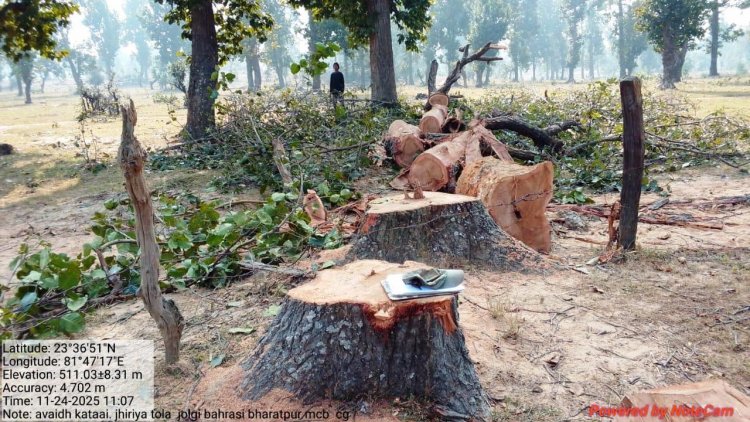 साल की कटाई के कारण सम्हारु पर 1.25 लाख का जुर्माना प्रस्तावित