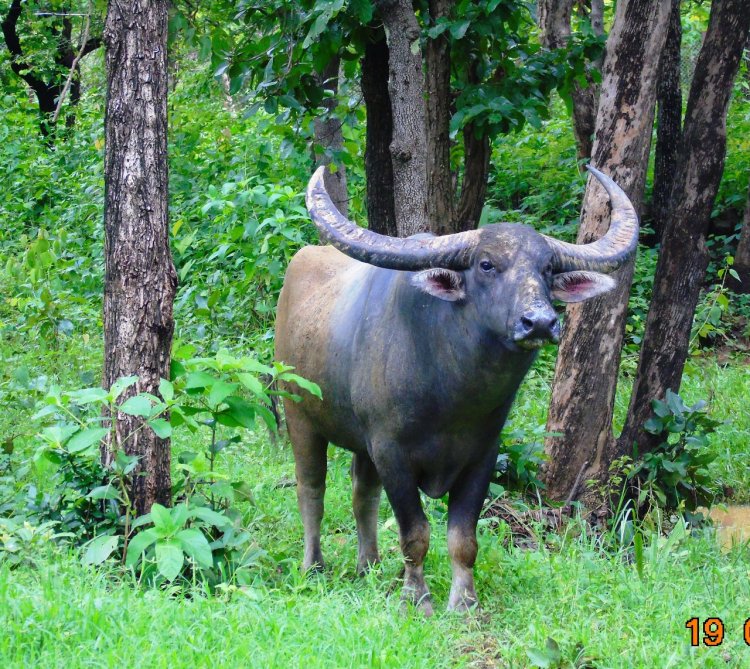 छत्तीसगढ़ में वन भैंसा संरक्षण एवं स्थानांतरण पर उच्च स्तरीय बैठक