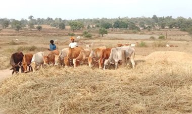 धान की हर बाली में भरोसाः छत्तीसगढ़ की खरीदी व्यवस्था बनी किसानों की उम्मीद