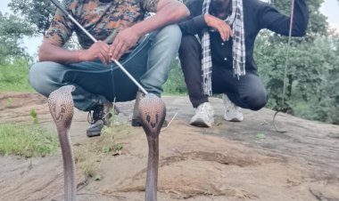 मनेन्द्रगढ़ स्नेक सेवर टीम के प्रहलाद पाण्डेय को मिली बड़ी जिम्मेदारी, बनाए गए प्रेसिडेंट आफ छत्तीसगढ़ 