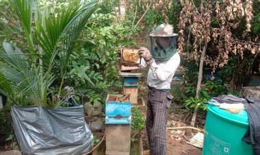 मधुमक्खी पालन बनीं रोज़गार की कुंजी