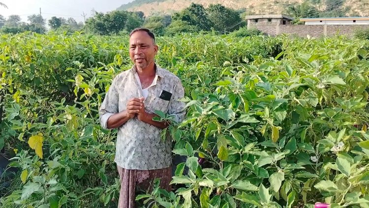 राष्ट्रीय बागवानी मिशन योजना ने दी नई दिशा, कम लागत में लाखों की आय का रास्ता खुला