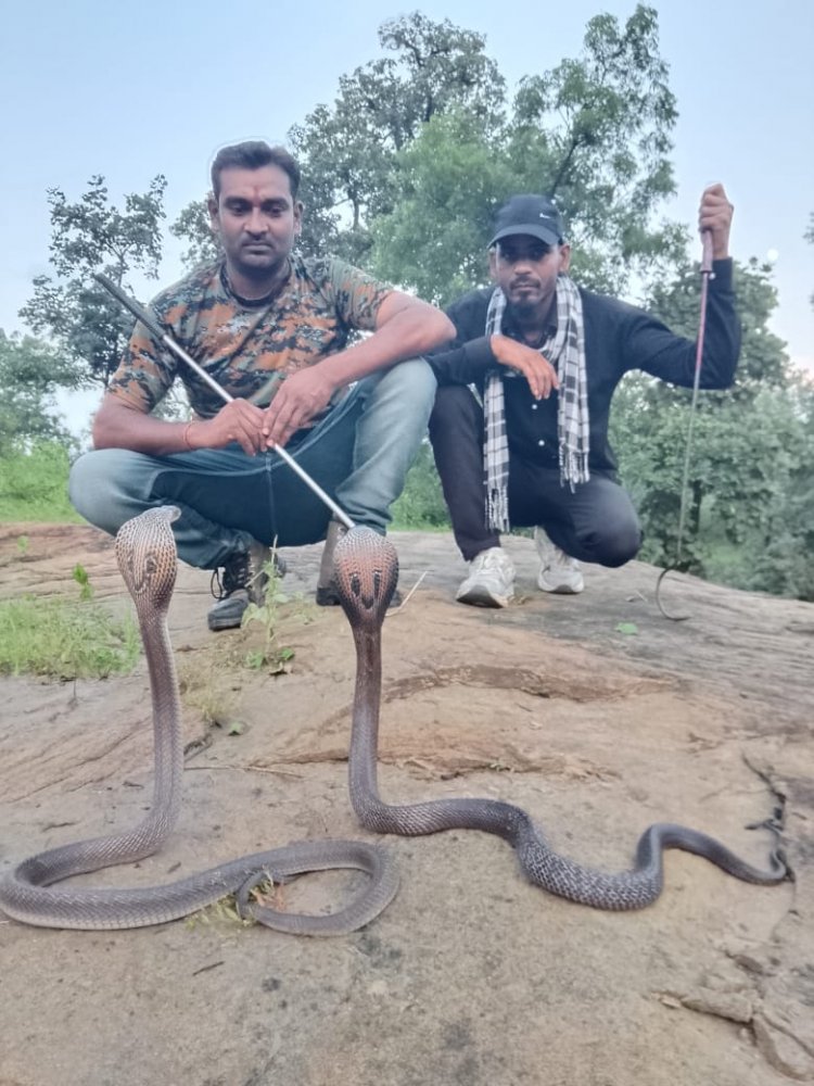 मनेन्द्रगढ़ स्नेक सेवर टीम के प्रहलाद पाण्डेय को मिली बड़ी जिम्मेदारी, बनाए गए प्रेसिडेंट आफ छत्तीसगढ़ 
