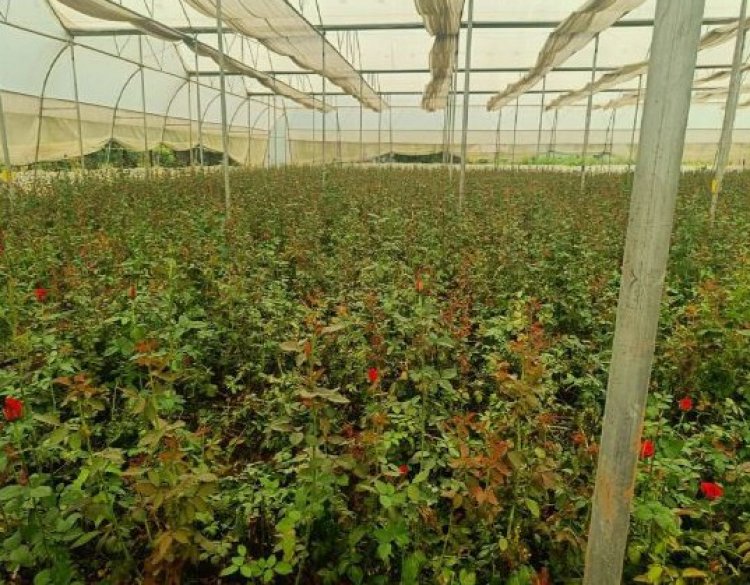 खेतों में अब सिर्फ धान नहीं, खुशबू भी उग रही है