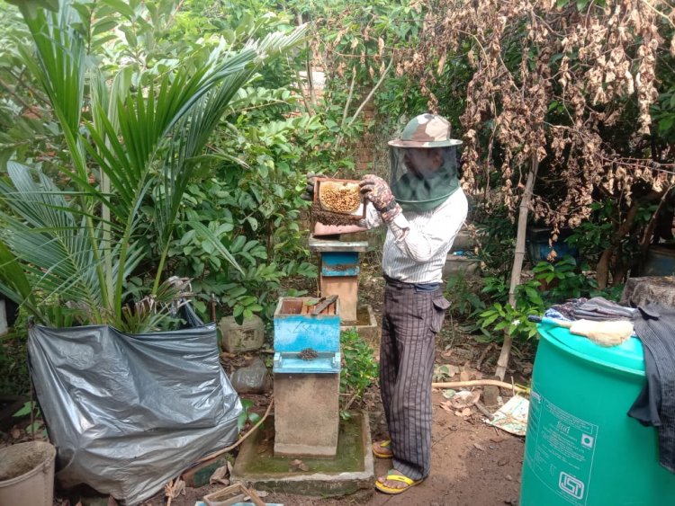 मधुमक्खी पालन बनीं रोज़गार की कुंजी