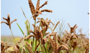 50 वर्षों बाद धमतरी के आदिवासी अंचल में रबी खेती की वापसी