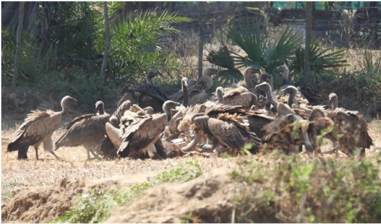 गिद्ध संरक्षण में छत्तीसगढ़ की नई उड़ान