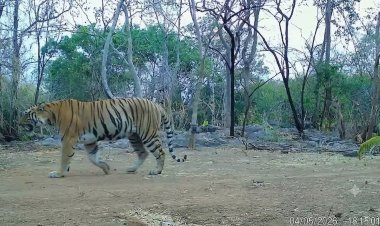 कैमरा ट्रैप में लगातार कैद हो रही बाघिन, संरक्षण प्रयासों को मिली बड़ी सफलता