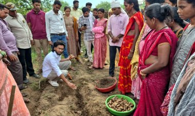 धमतरी का 'नगरी' बनेगा हल्दी उत्पादन का नया हब: 250 किसानों ने थामा वैज्ञानिक खेती का हाथ, 250 टन पैदावार का लक्ष्य