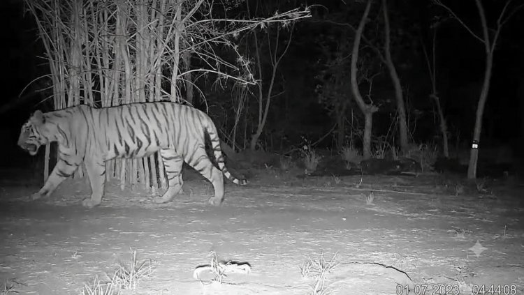 कैमरा ट्रैप में लगातार कैद हो रही बाघिन, संरक्षण प्रयासों को मिली बड़ी सफलता