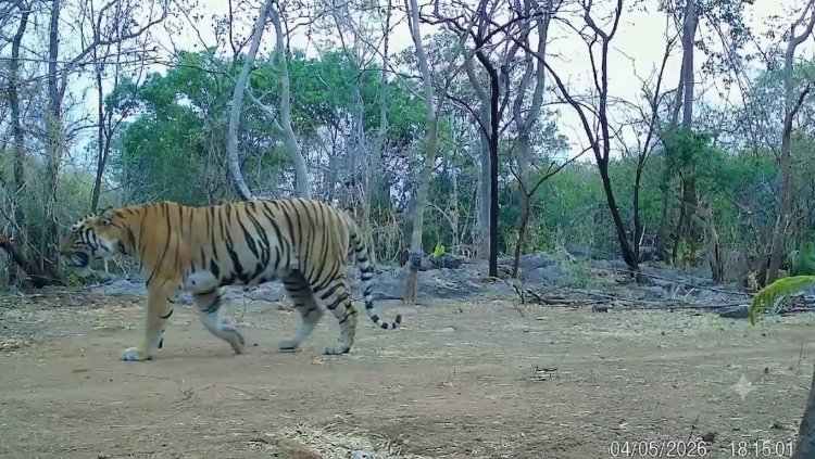 कैमरा ट्रैप में लगातार कैद हो रही बाघिन, संरक्षण प्रयासों को मिली बड़ी सफलता