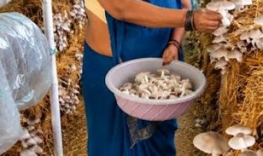 बिहान से बदली राह 35 महिला किसानों ने 600 सब्जी ओबकर लिखी सफलता की नई कहानी