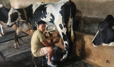 उन्नत नस्ल सुधार और आधुनिक पशुपालन से बदली परदेशी की किस्मत