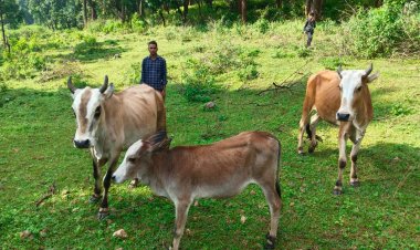 सेवा की कहानी : उन्नत नस्ल की गाय ने खोली अतिरिक्त आय की राह, आत्मनिर्भर बने सन्ना के ओम प्रकाश